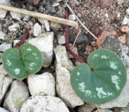 Cyclamen intaminatum