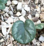 Cyclamen intaminatum