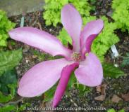 Magnolia 'Susan' - Hamburg