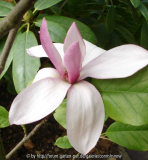 Magnolia 'Galaxy'