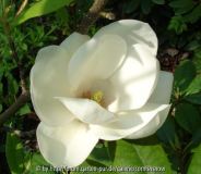 Magnolia x Soulangeana 'Lenneii Alba'