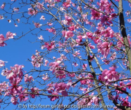 Magnolia sprengeri 'Diva' - Eisenhut II