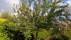 A1