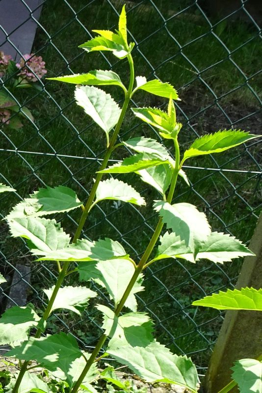 wirklich Forsythie?