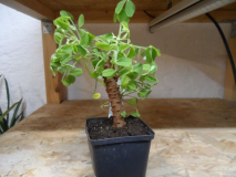 Oxalis sanmiguelii sp. urubambensis