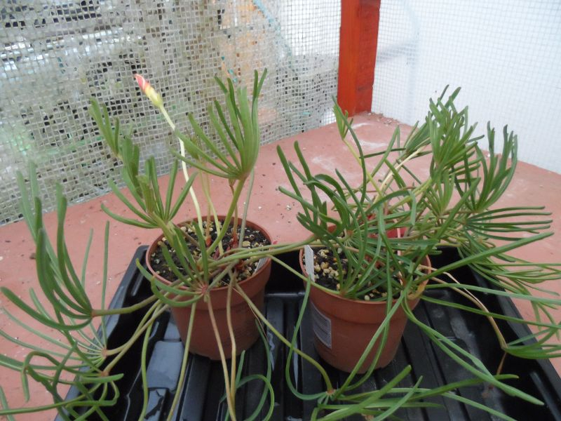 Oxalis flava
