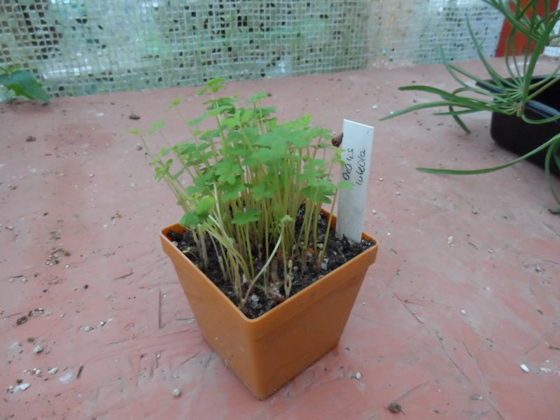 Oxalis luteola