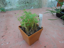 Oxalis luteola
