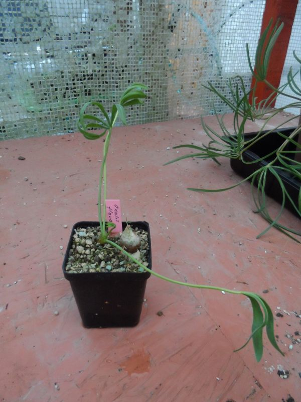 Oxalis flava