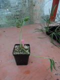 Oxalis flava