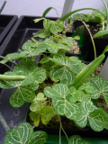  Oxalis corymbosa aureo-reticulata