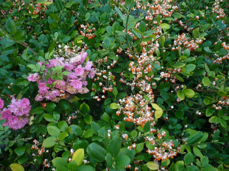 Euonymus fortunei (Kletterspindelstrauch)