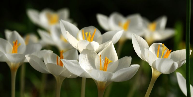 Crocus goulimyi Mani White