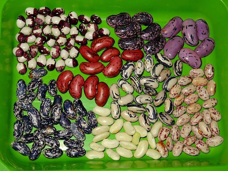 Bohnensorten aus der Ernte 2017
