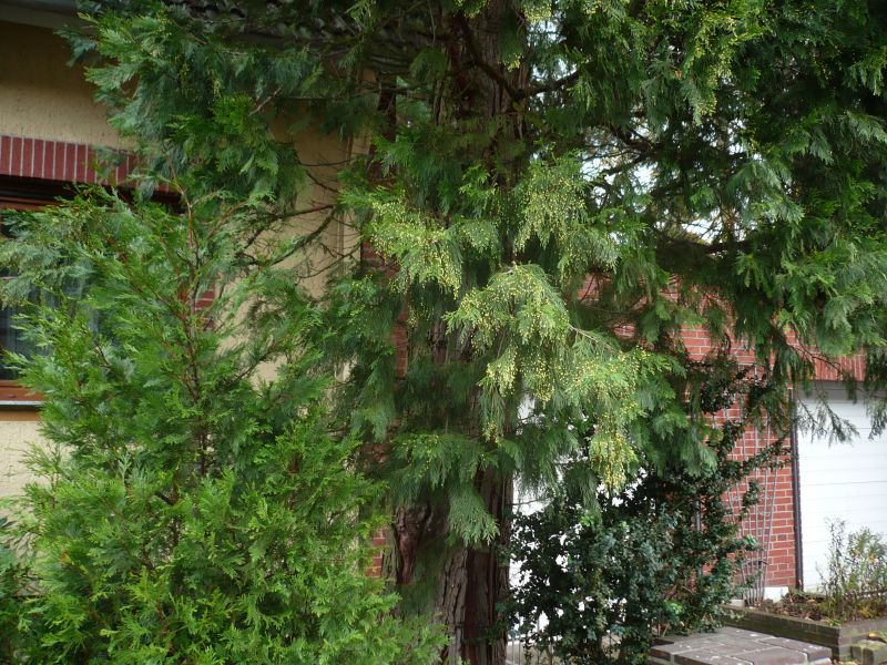 calocedrus decurrens