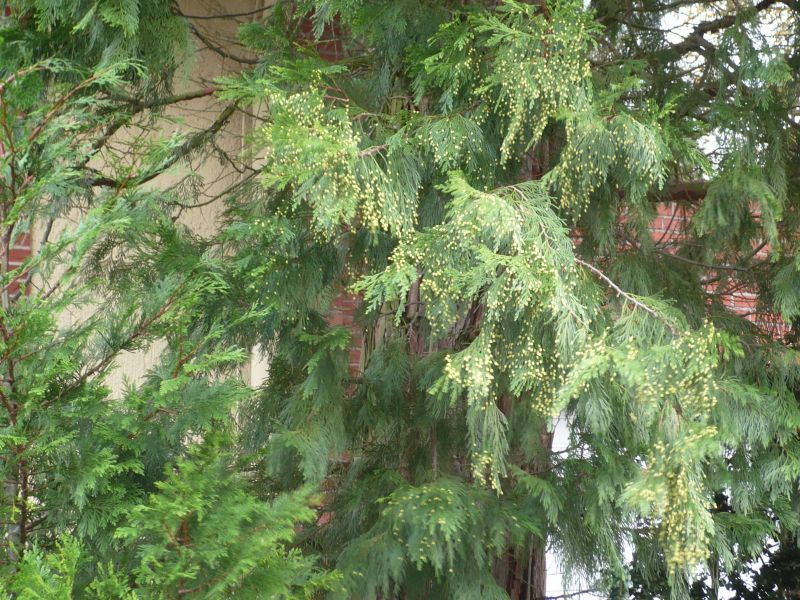 calocedrus decurrens