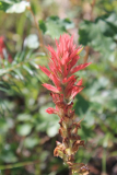 hellrote Castilleja