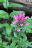 pinke Castilleja -- Castilleja rhexiifolia?