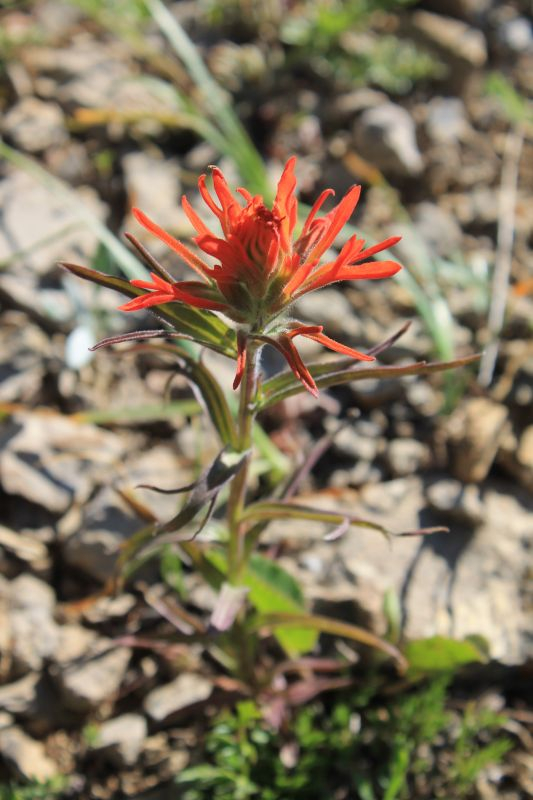 rote Castilleja -- Castilleja hispida oder Castilleja linariifolia?
