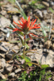 rote Castilleja -- Castilleja hispida oder Castilleja linariifolia?