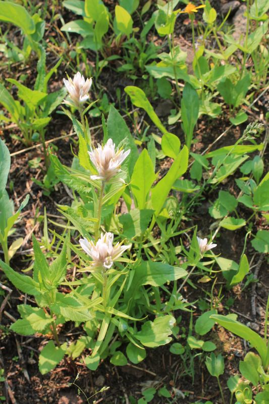 weiße Castilleja -- Castilleja occidentalis?