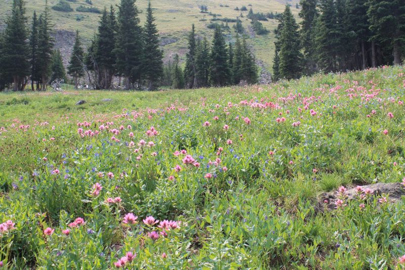 rosa-pinke Castillejawiese -- Castilleja rhexiifolia?