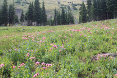 rosa-pinke Castillejawiese -- Castilleja rhexiifolia?