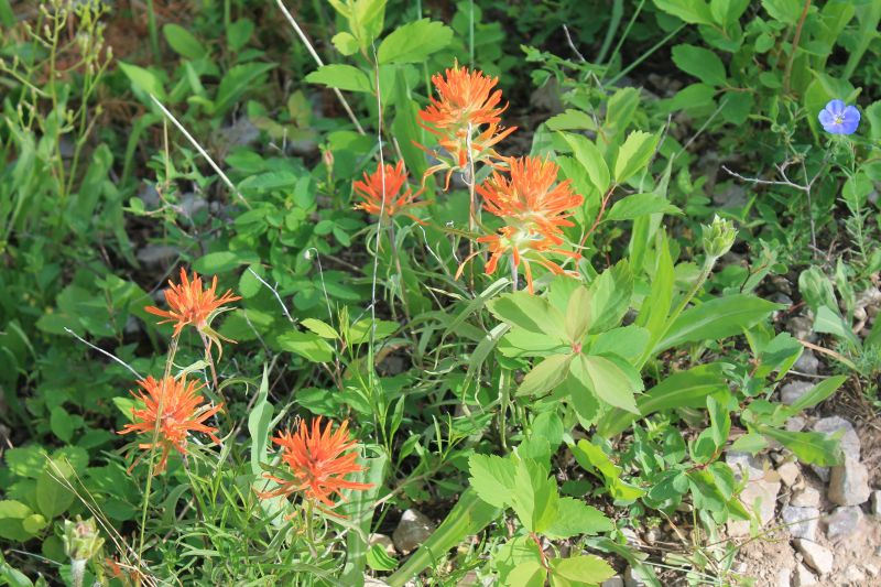 hell orange-rote Castilleja -- Castilleja hispida oder Castilleja linariifolia?