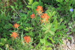 hell orange-rote Castilleja -- Castilleja hispida oder Castilleja linariifolia?