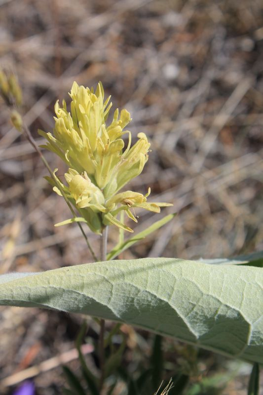 gelbe Castilleja -- Castilleja flava oder Castilleja pallescens?
