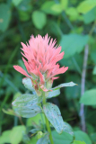 pastellrosa Castilleja -- Castilleja rhexiifolia?