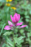 lila Castilleja -- Castilleja rhexiifolia?