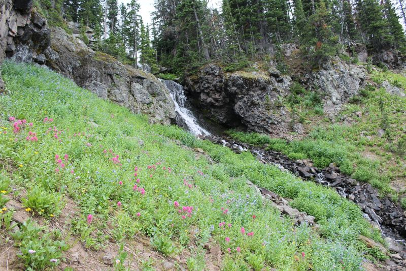 rosa Castillejawiese -- Castilleja rhexiifolia?