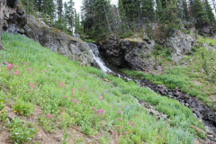rosa Castillejawiese -- Castilleja rhexiifolia?