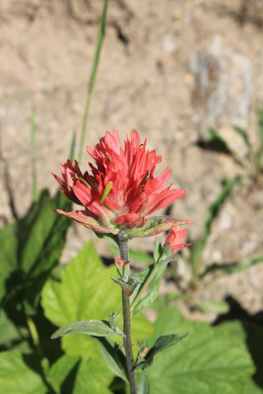 rote Castilleja -- Castilleja miniata?