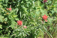 rote Castilleja -- Castilleja miniata?