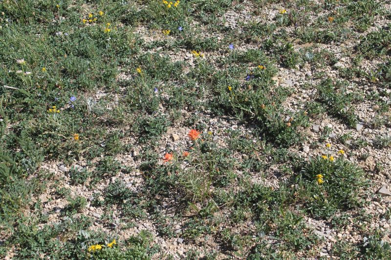 rote Castilleja -- Castilleja angustifolia?