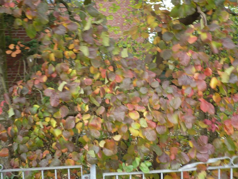 cotinus (Perückenstrauch 2017)