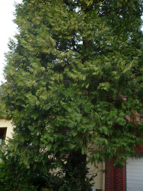 Weihrauchzeder (männliche Blüten)
