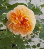 Persische Sonne William