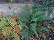 Grannen-Schildfarn - Polystichum setiferum