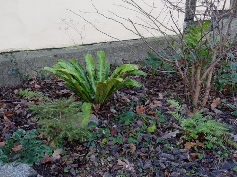 Phyllitis scolopendrium - Hirschzungenfarn