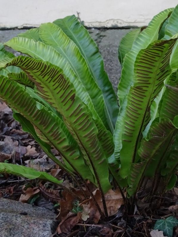 Phyllitis scolopendrium - Hirschzungenfarn