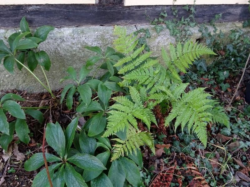 Dryopteris erythrosora - Rotschleierfarn