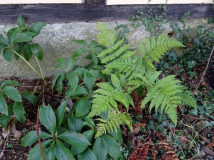 Dryopteris erythrosora - Rotschleierfarn