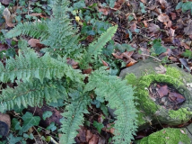 Polystichum setiferum Plumosum Densum