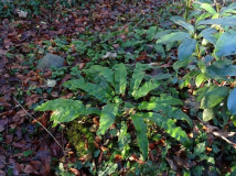 Phyllitis scolopendrium - Hirschzungenfarn