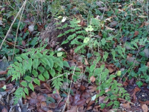 Cyrtomium fortunei - Sichelfarn