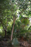 Ficus