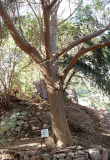 Albizia saman